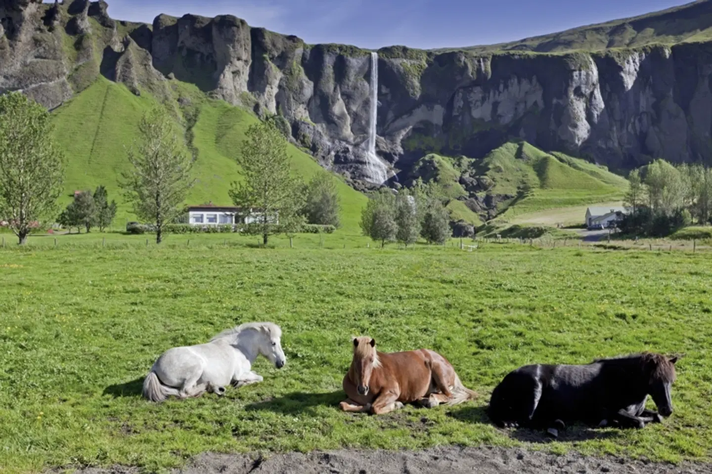 Rund um Island - Auf der Ringstraße mit Mietwagen Tiere