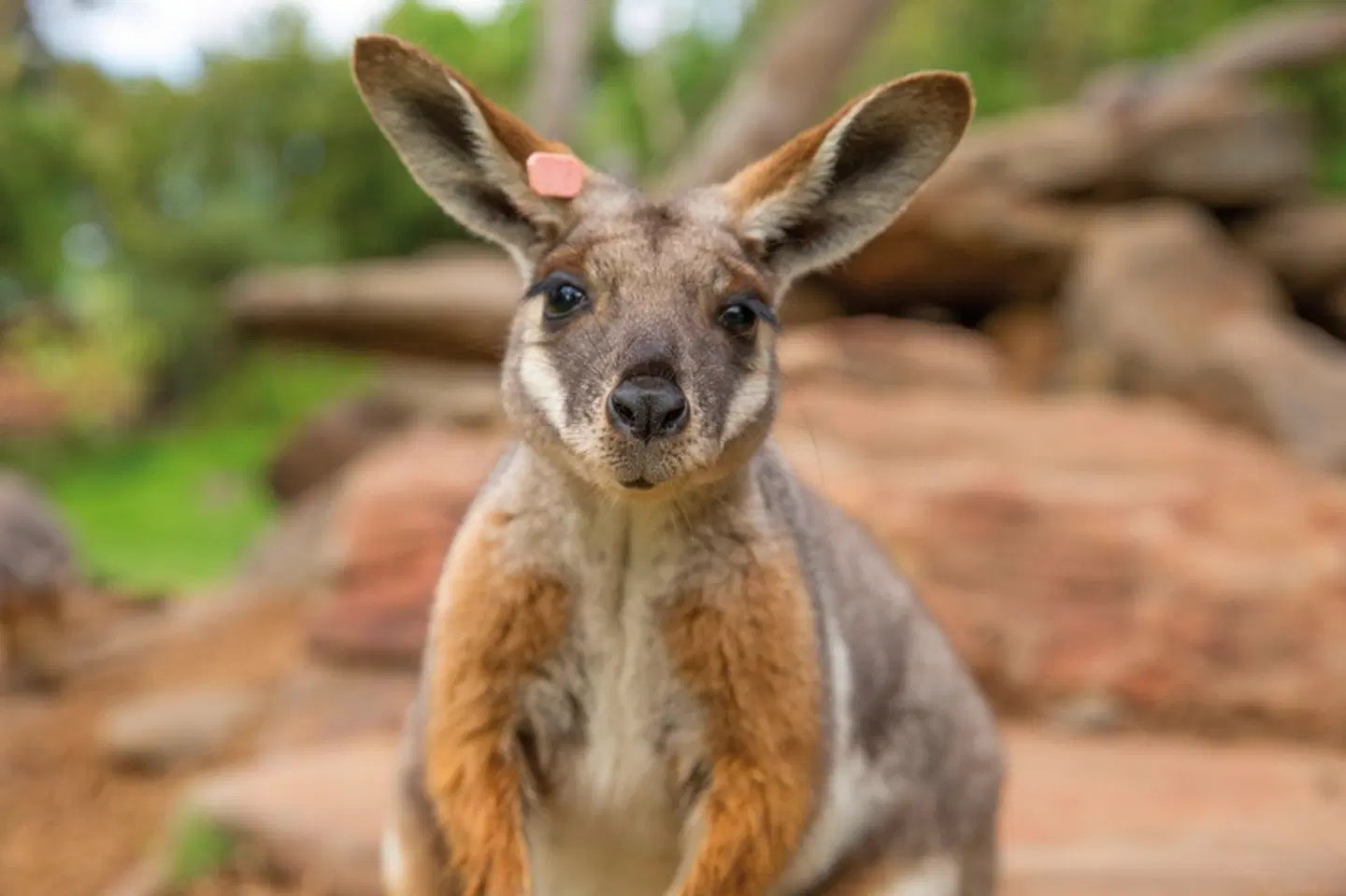 Zauberhafter Süden Australiens Tiere