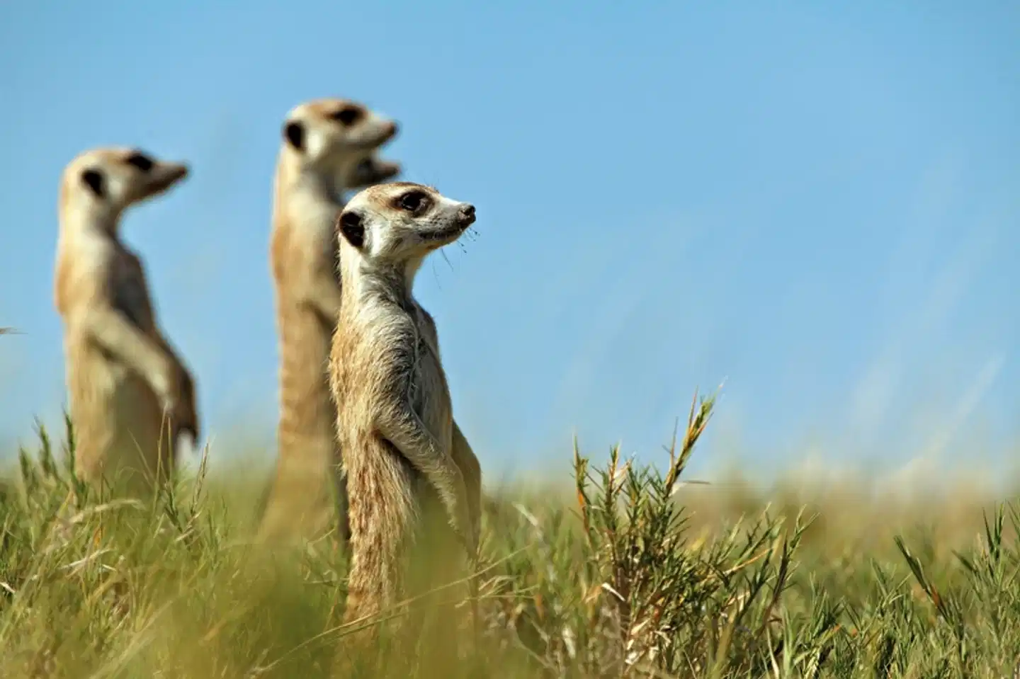 Namibia mit Kinderaugen Tiere