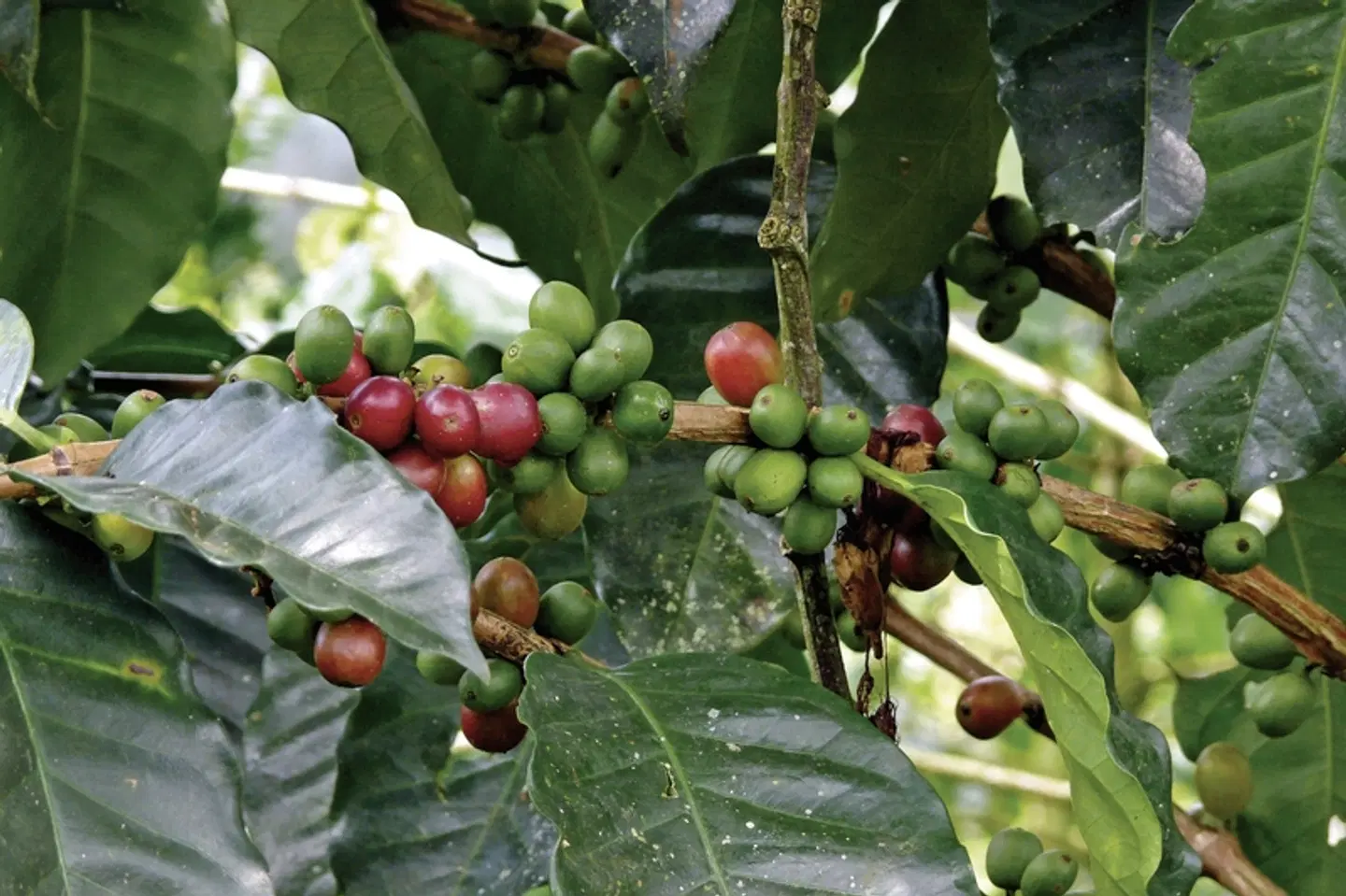 Schätze Costa Ricas Mietwagenrundreise LANDSCAPE