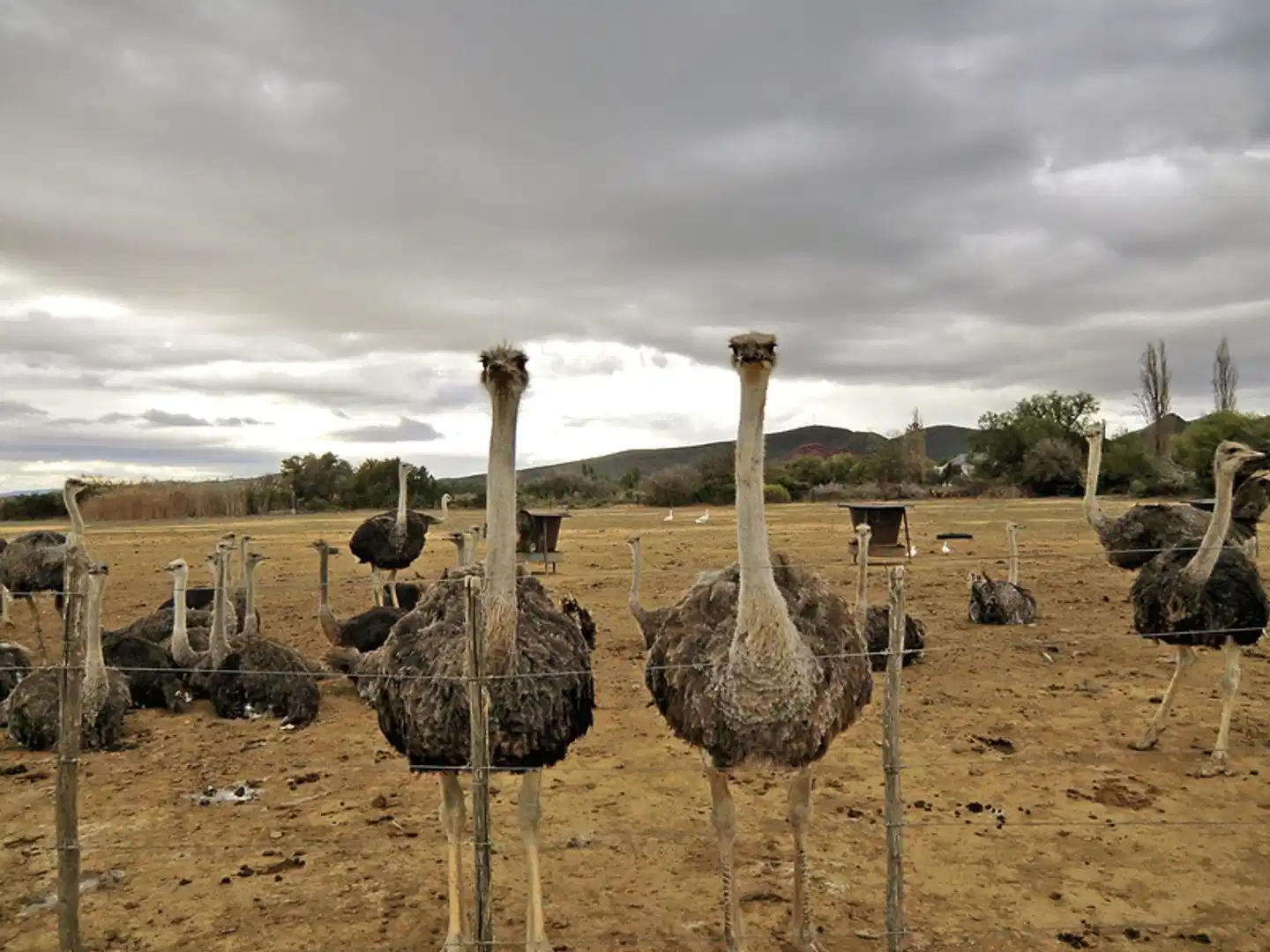 Südafrika - Die Highlights der Kapregion und Gardenroute erwandern Tiere