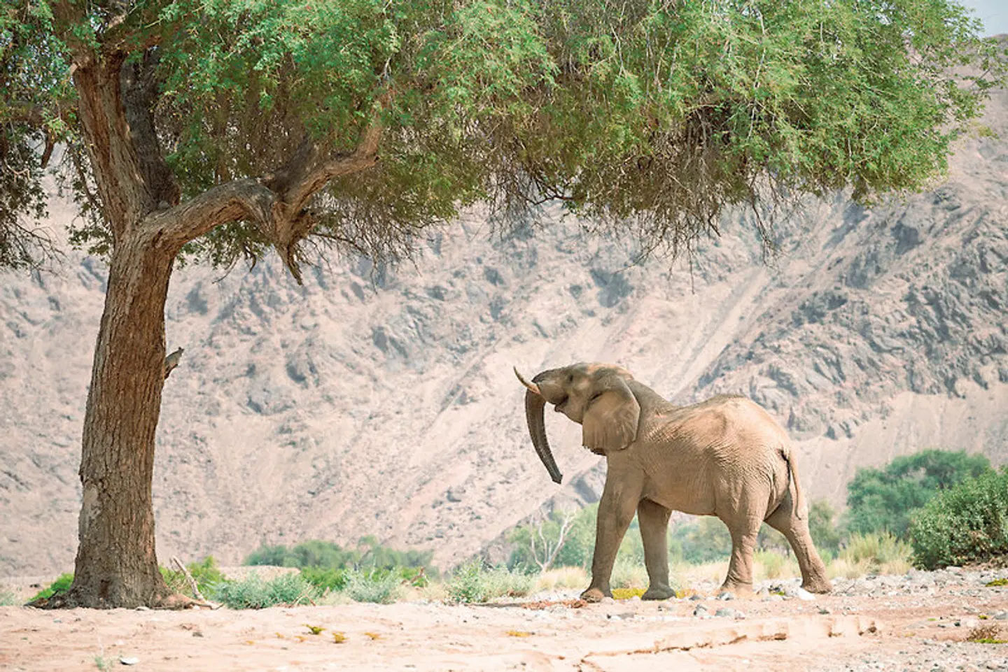 Hoanib Valley Camp Tiere