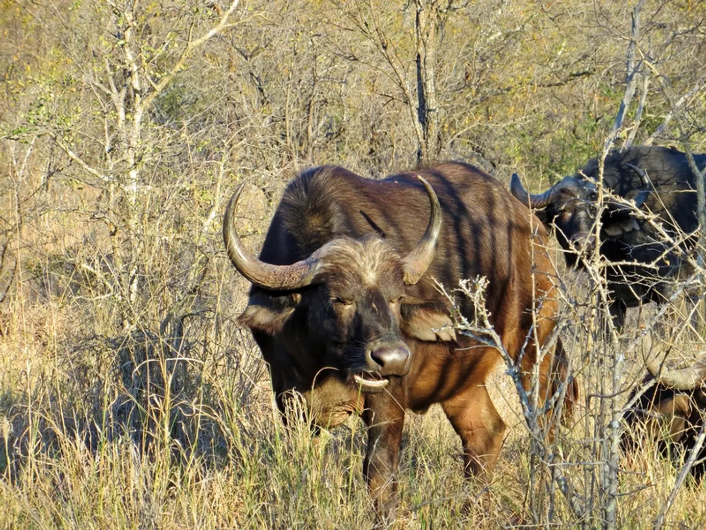 Panorama Südafrika Tiere