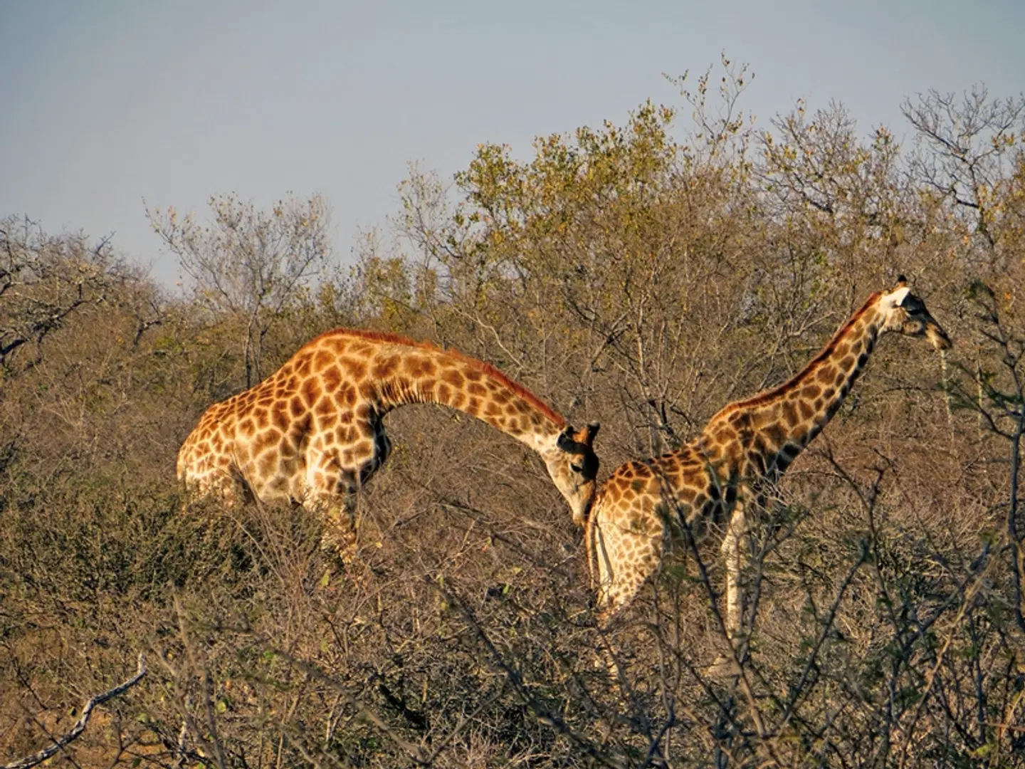 Panorama Südafrika LANDSCAPE