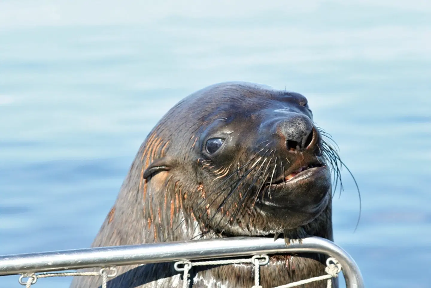 Namibias Nationalparks Tiere