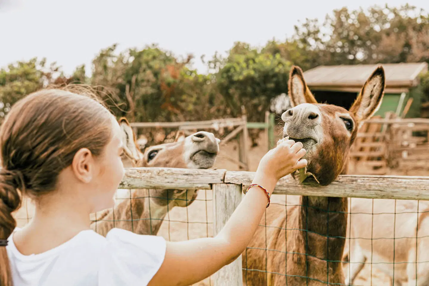 Falkensteiner Resort Capo Boi Tiere