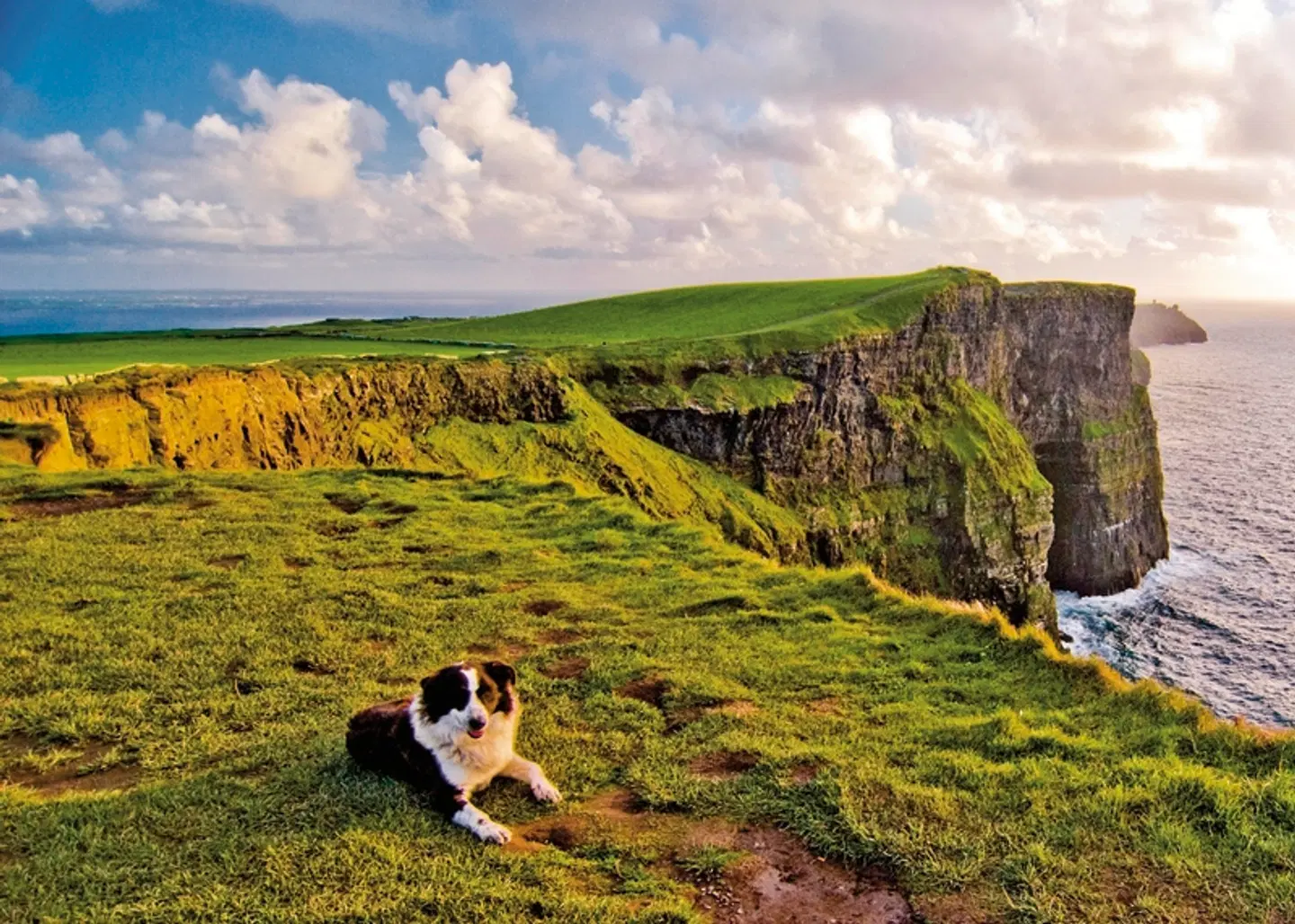 Irische Highlights Tiere