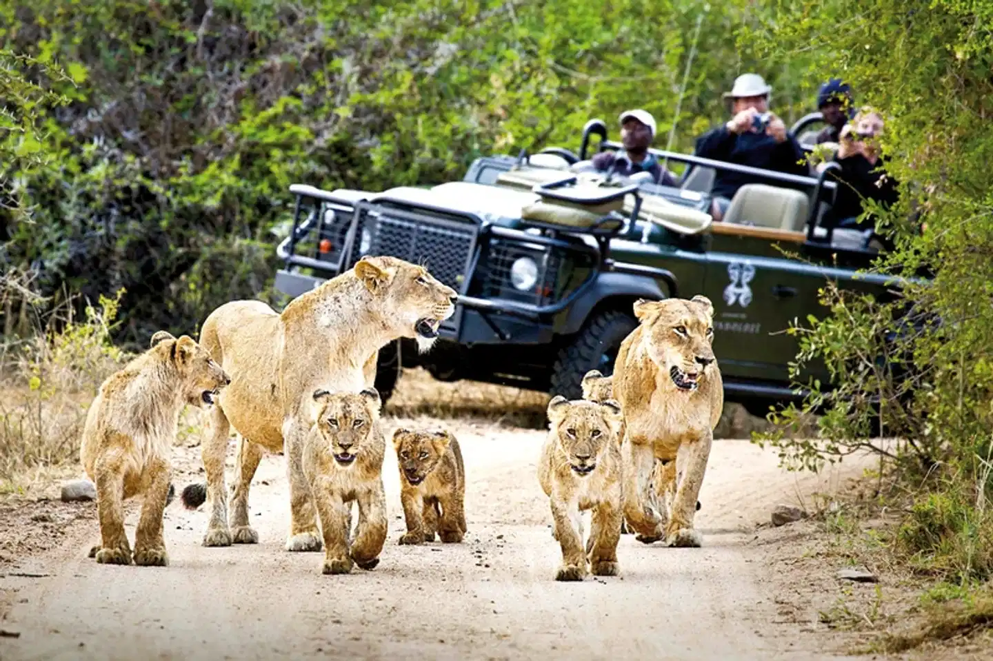 Londolozi Game Reserve Tiere