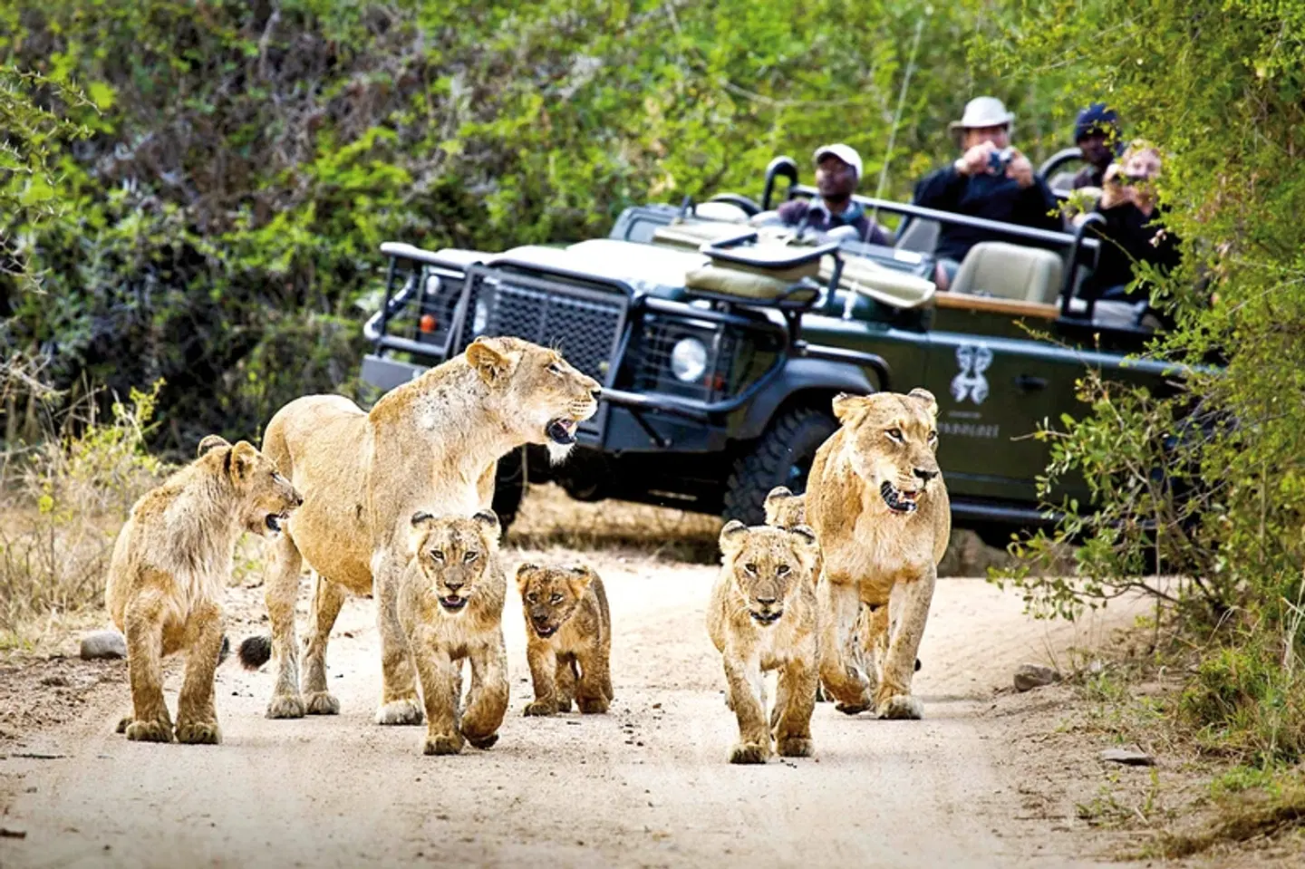 Londolozi Game Reserve Tiere