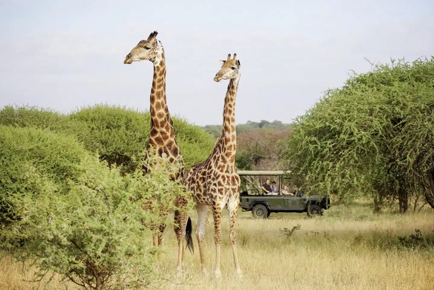 Jabulani Safari Tiere