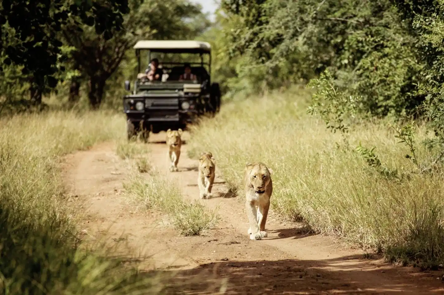 Jabulani Safari Tiere