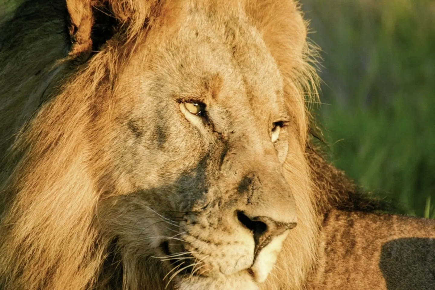 Jamala Madikwe Tiere