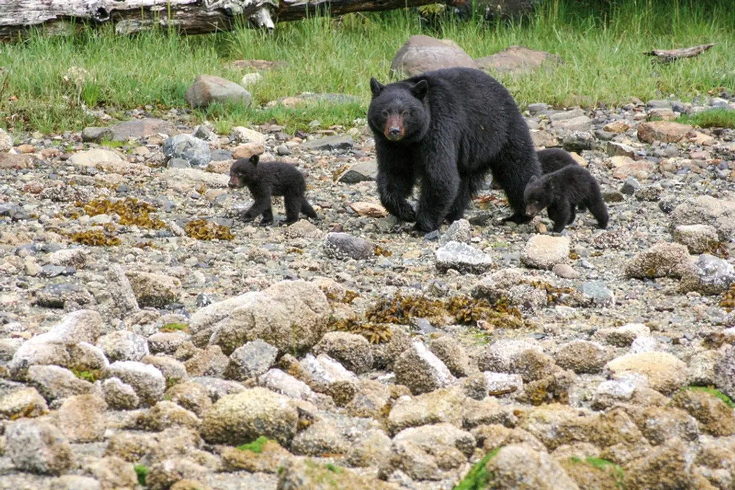 Clayoquot Wilderness Resort Tiere