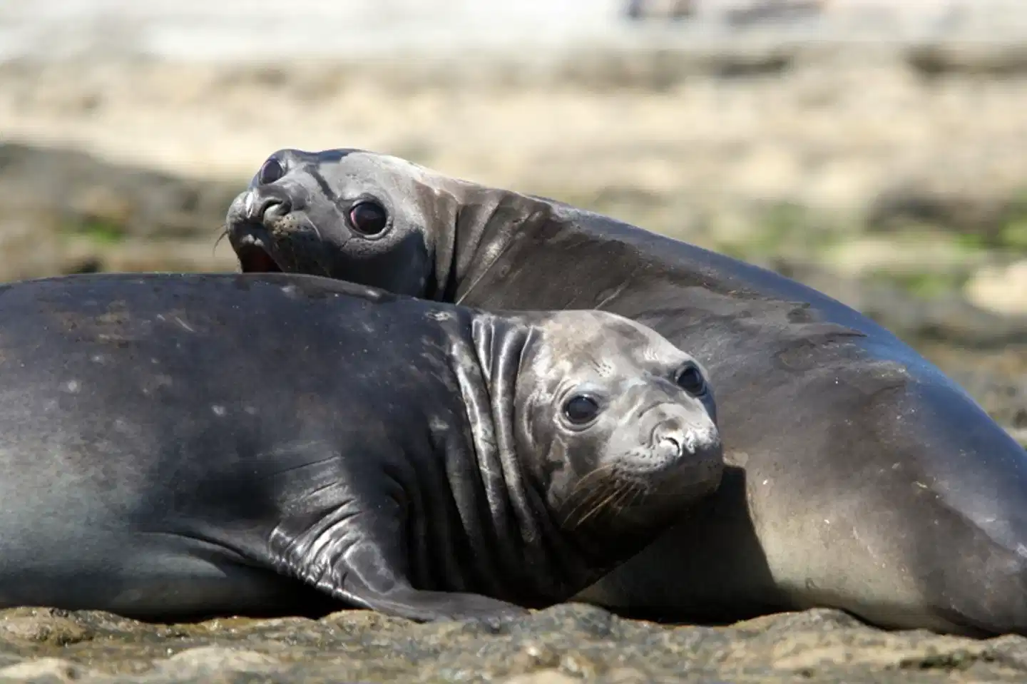 Tango, Gletscher, Beagle Kanal - Schönheiten Argentiniens Tiere