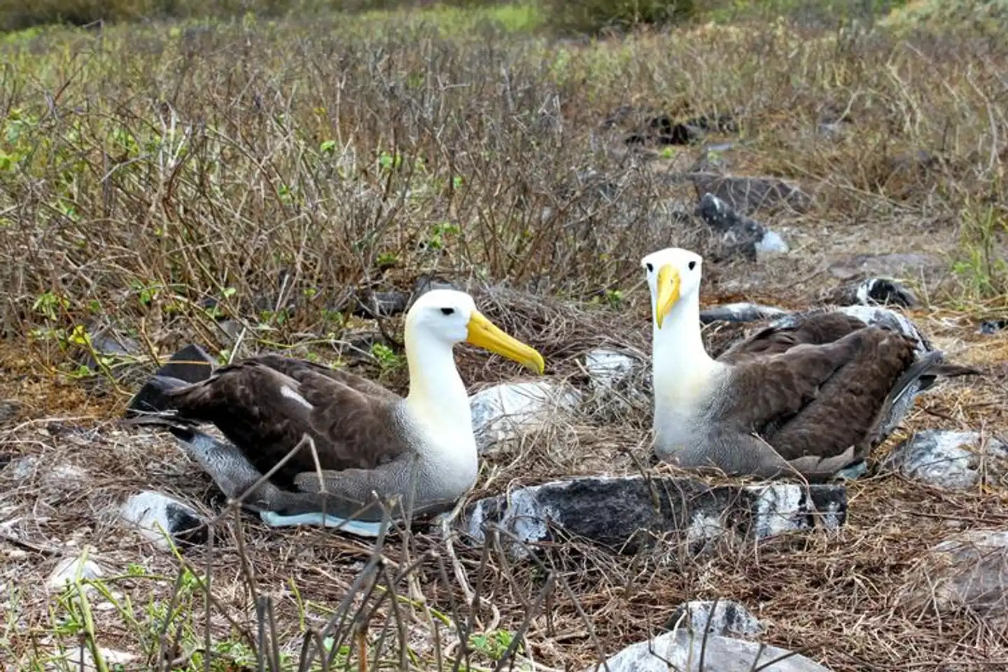 Galápagos Island Hopping Tiere