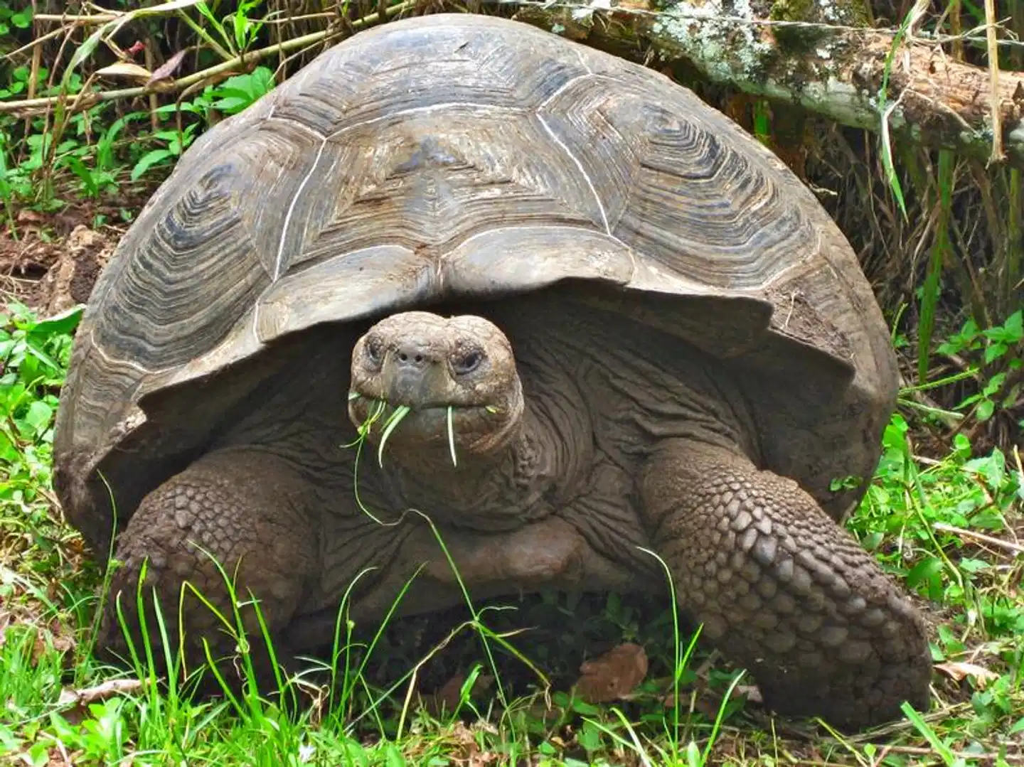 Galápagos Island Hopping Tiere