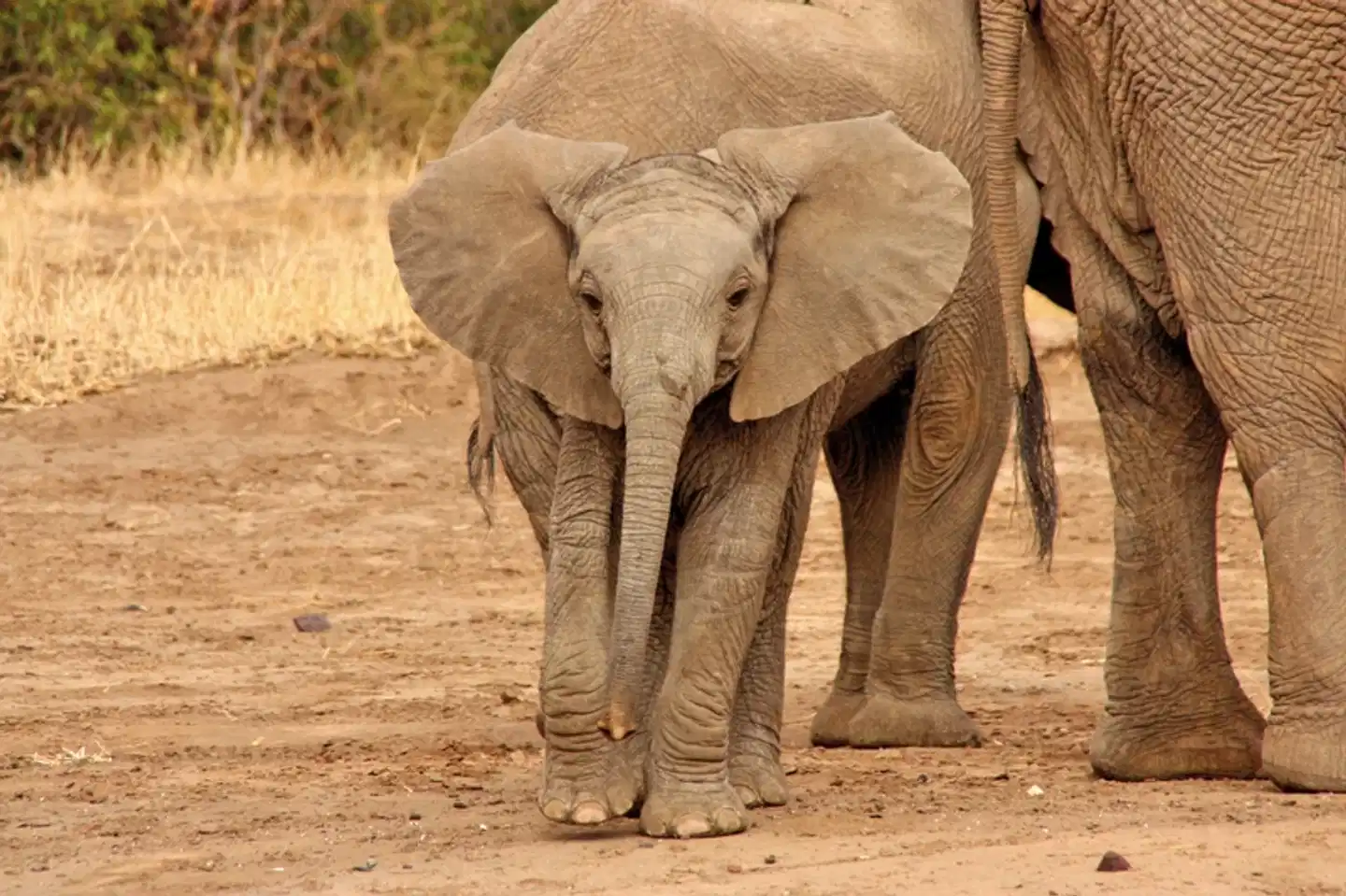 Viktoria Fälle & Safari Abenteuer ab Victoria Falls/bis Kasane Tiere