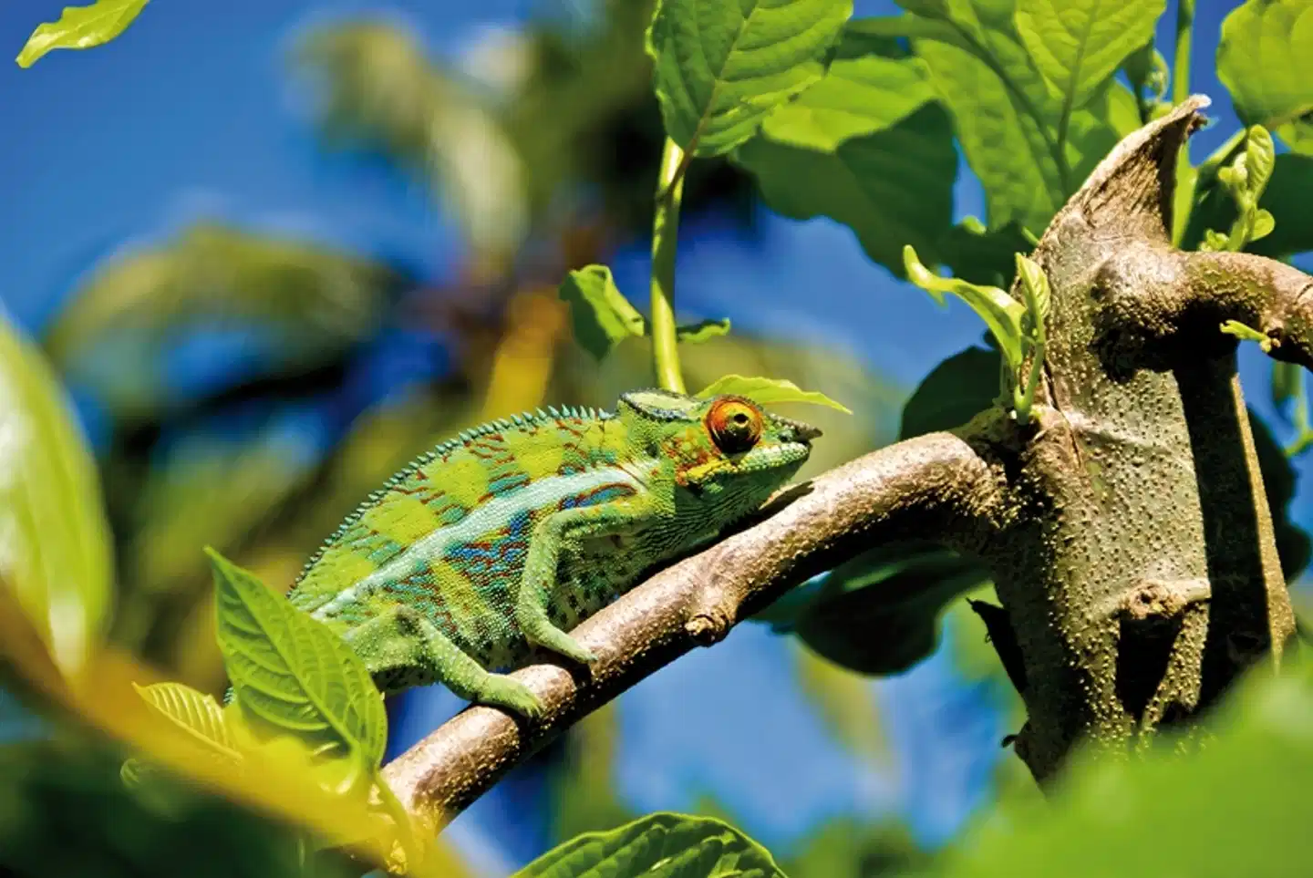 Höhepunkte Madagaskars Tiere