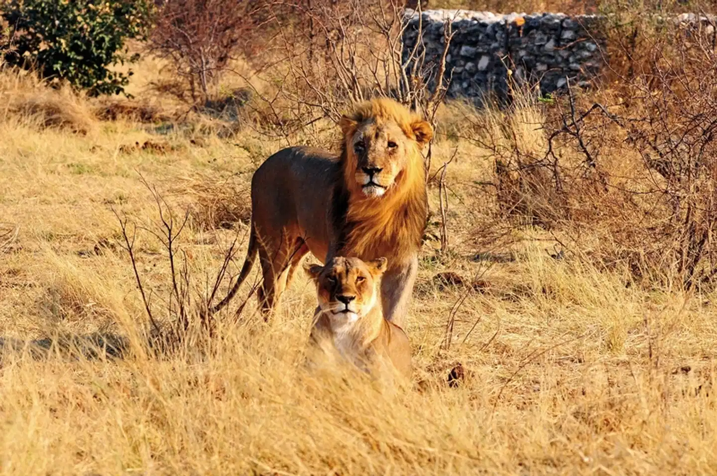 Namibia Classic Standard Tiere