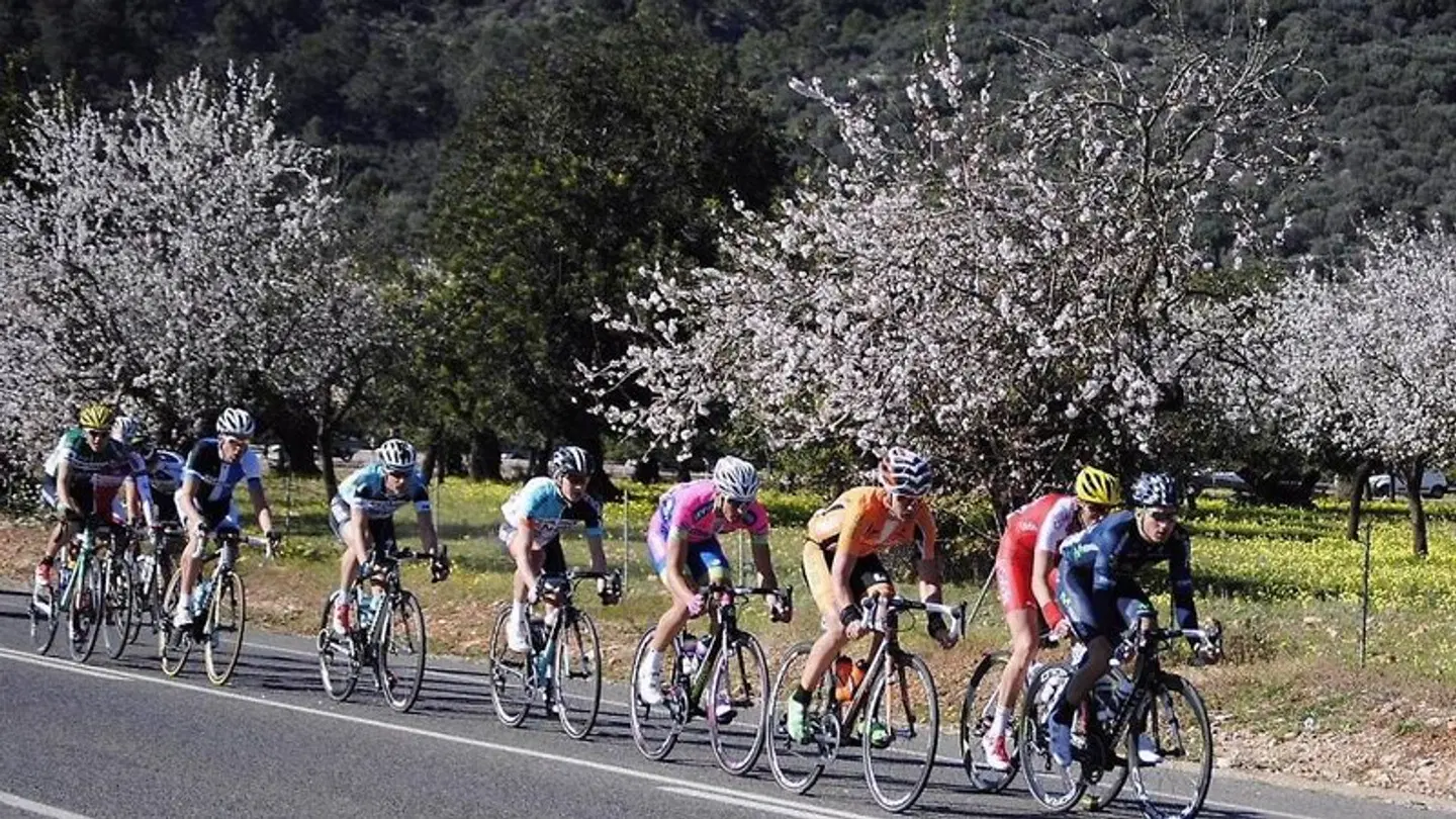 Oleander SPORTS_AND_LEISURE