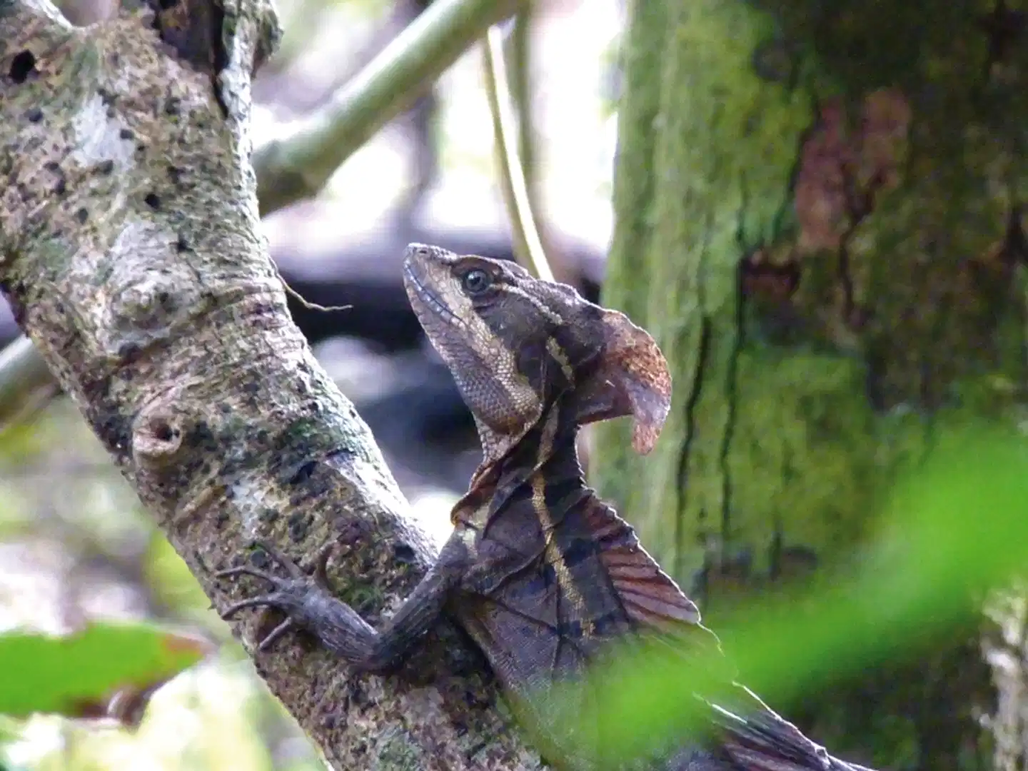 Abenteuer zwischen Vulkan und Regenwald (letzte Nacht in San José) Tiere