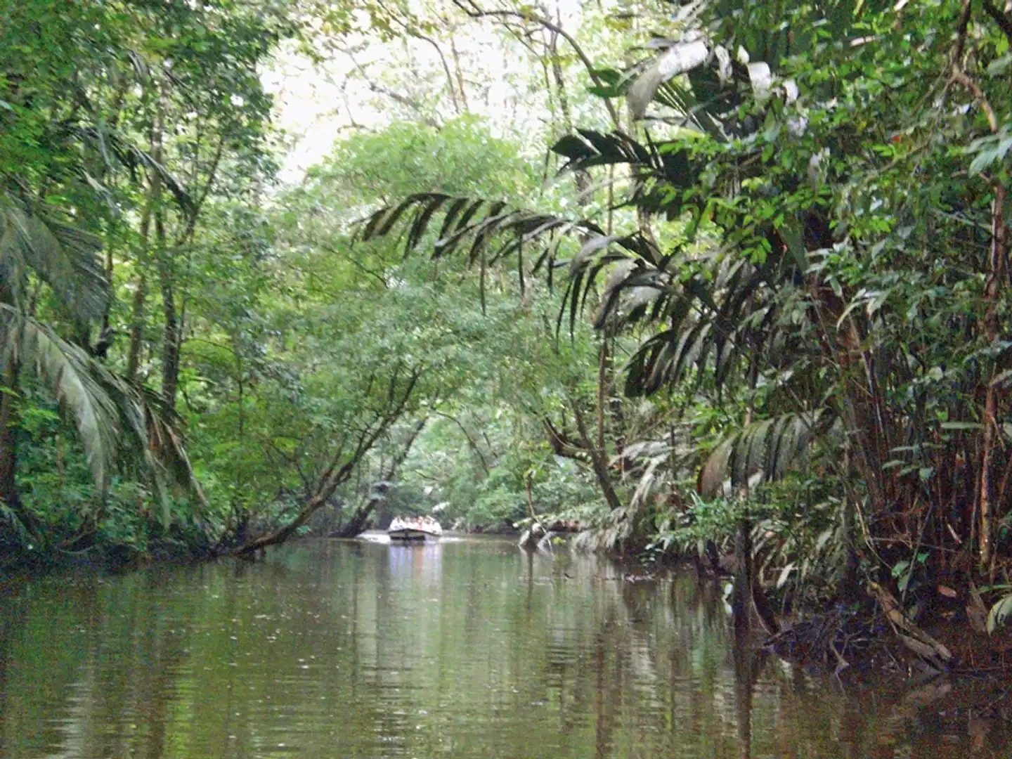 Dschungelerlebnis Tortuguero Landschaft