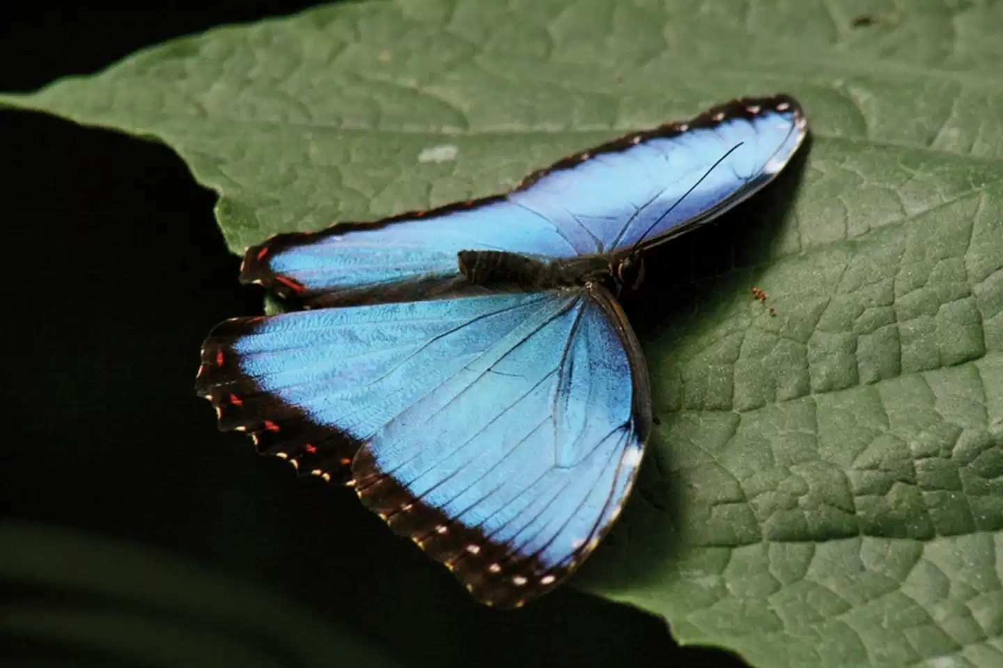 Nebelwald Monteverde Tiere