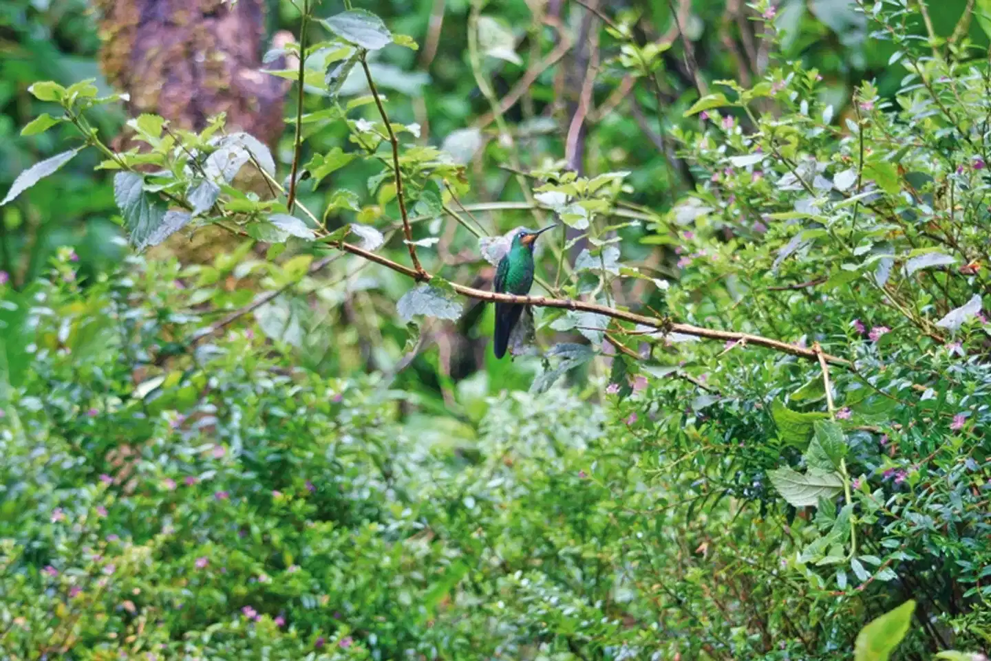 Nebelwald Monteverde Landschaft