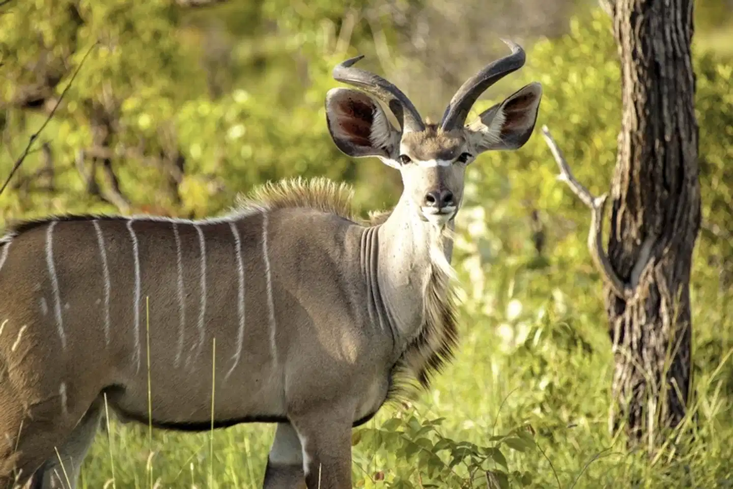 Best of South Africa Durban-Kapstadt Tiere