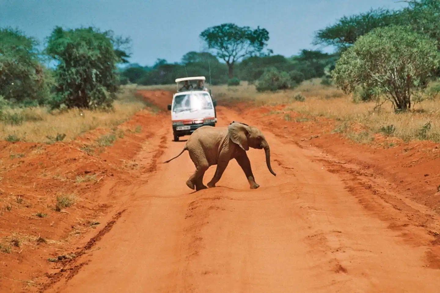 Tsavo Abenteuer (Privatreise) Tiere