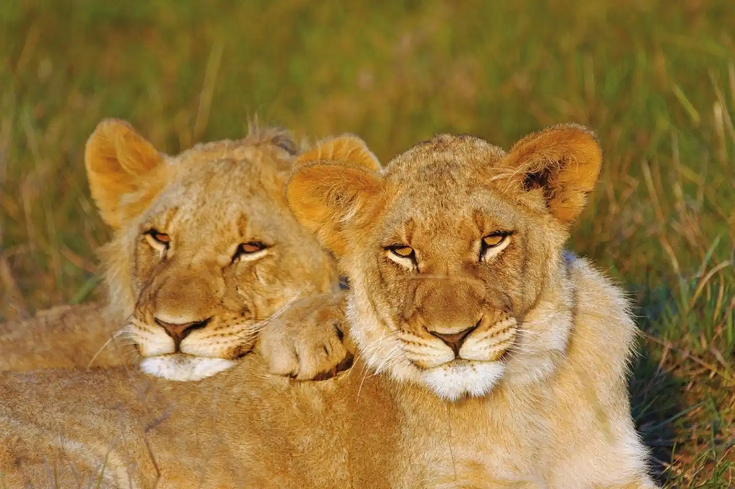 Gartenroute zum Verweilen Tiere