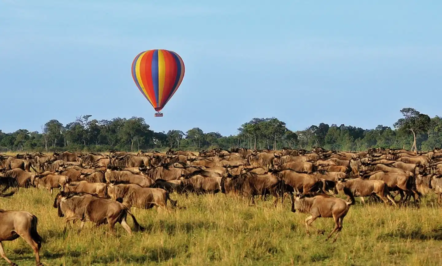 Masai Mara Fly-In Safari Premium ab/bis Mombasa Tiere