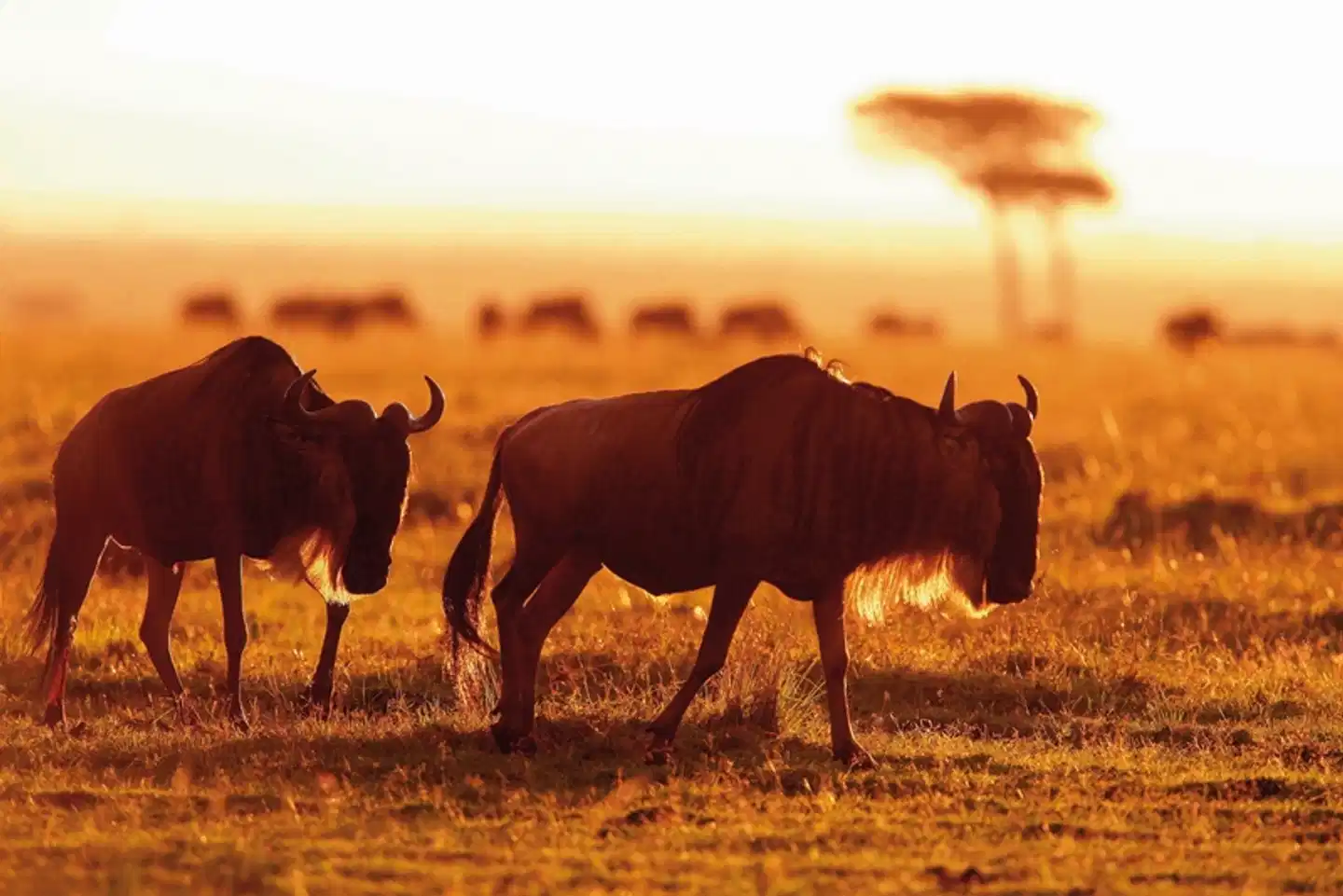 Masai Mara Fly-In Safari Premium ab/bis Mombasa Tiere