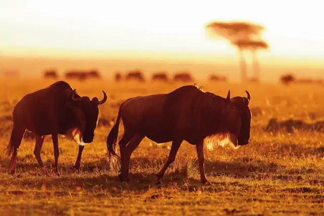 Masai Mara Fly-In Safari Premium ab/bis Mombasa Tiere