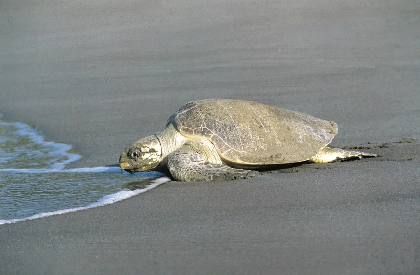 Dschungelerlebnis Tortuguero Tiere