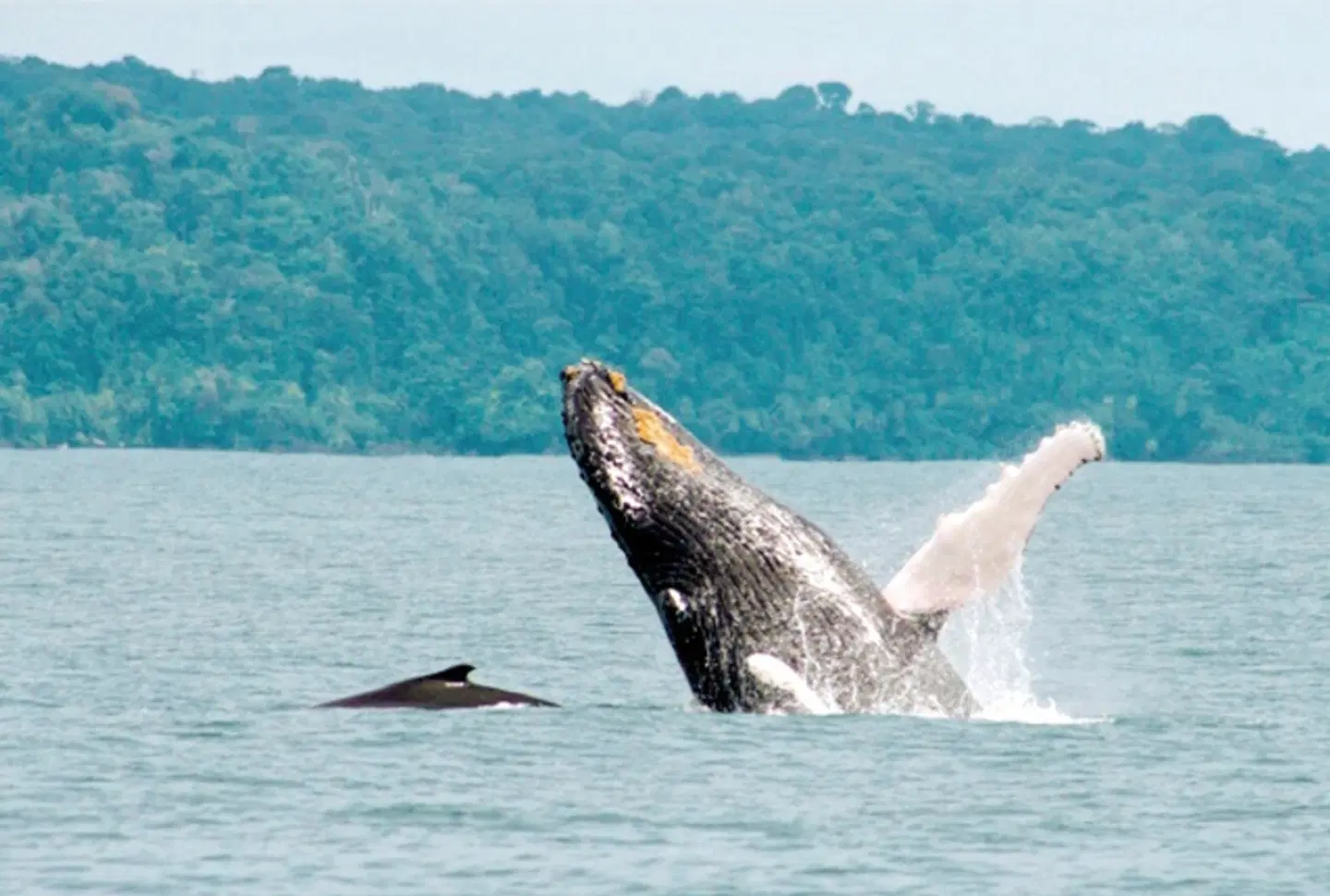 Drake Bay & Corcovado Nationalpark (ab/bis Sierpe) Tiere
