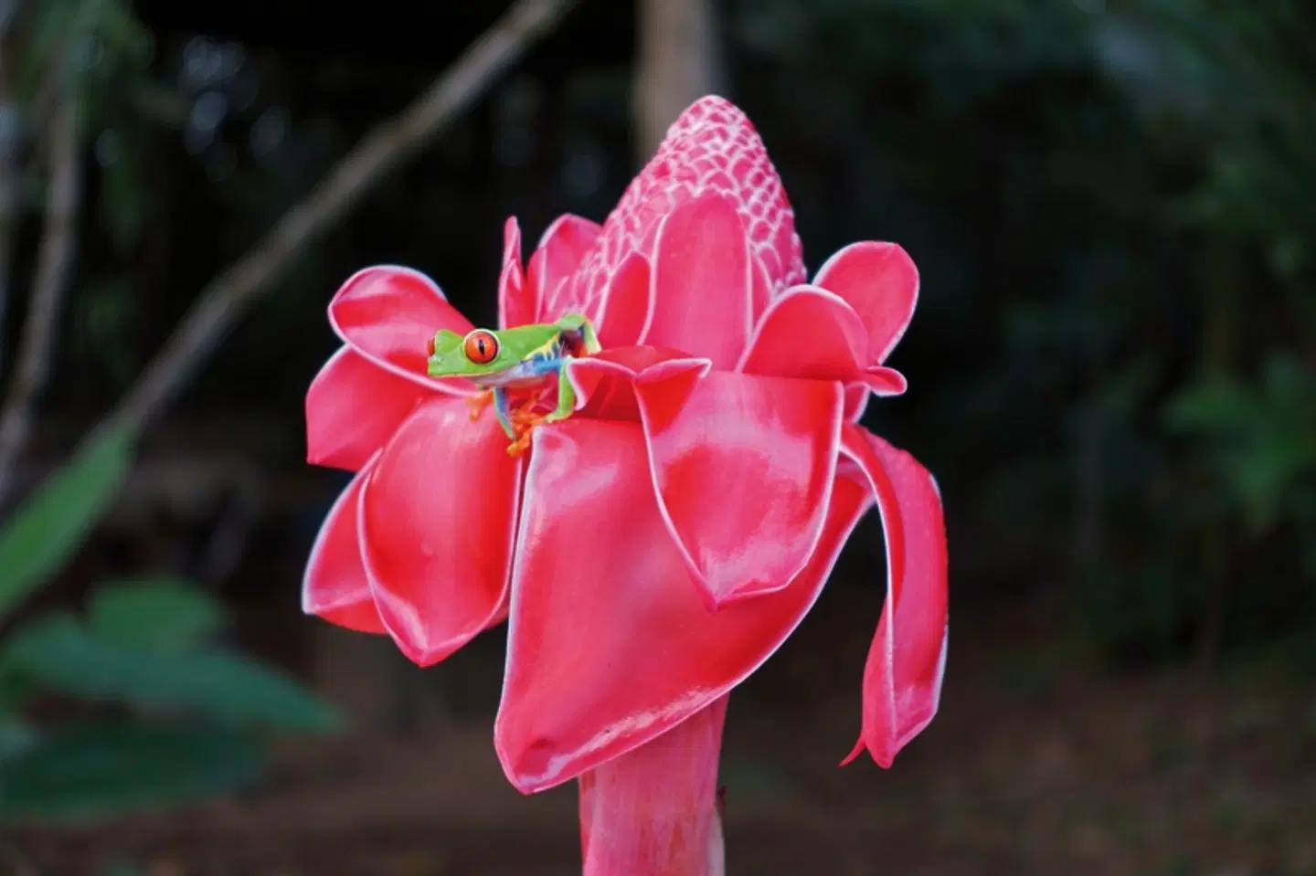 Geheimnisvolles Costa Rica: Vulkane und Regenwald LANDSCAPE