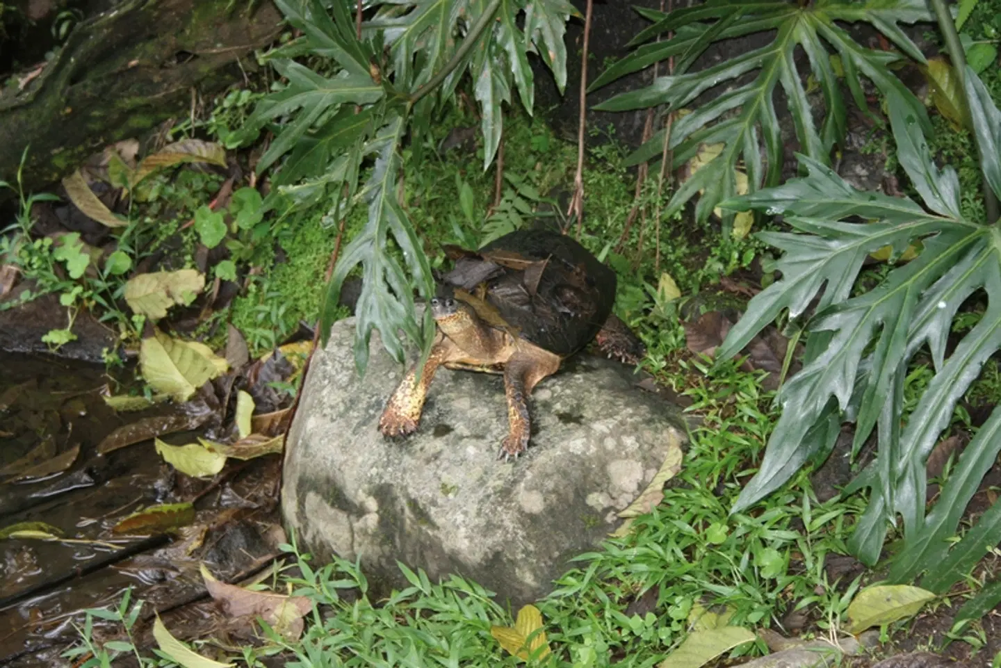 Nationalpark Arenal Tiere