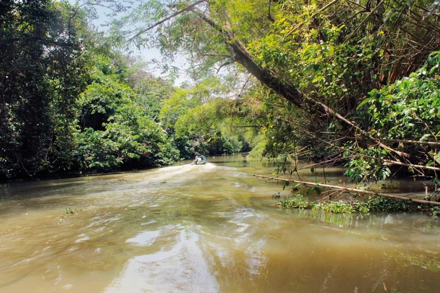 Costa Ricas wilder Süden Garten