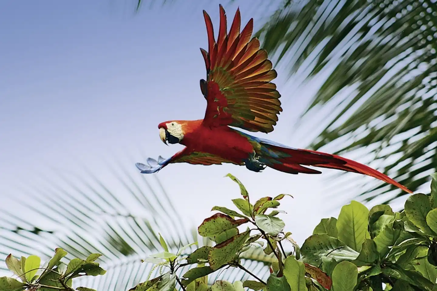 Best of Costa Rica Tiere