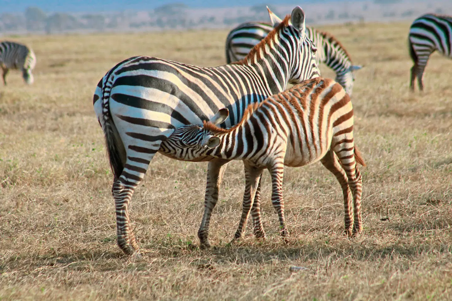 Kenia Allround Tiere