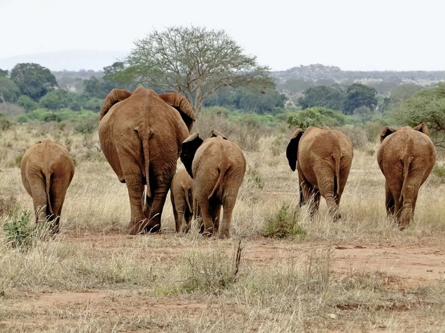 Kenia Allround Tiere
