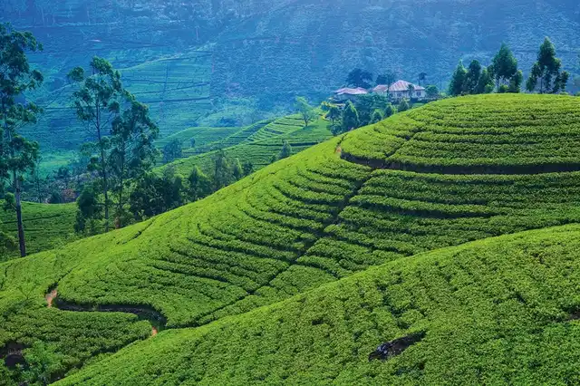 Sri Lanka kompakt (Gruppenreise) Landschaft