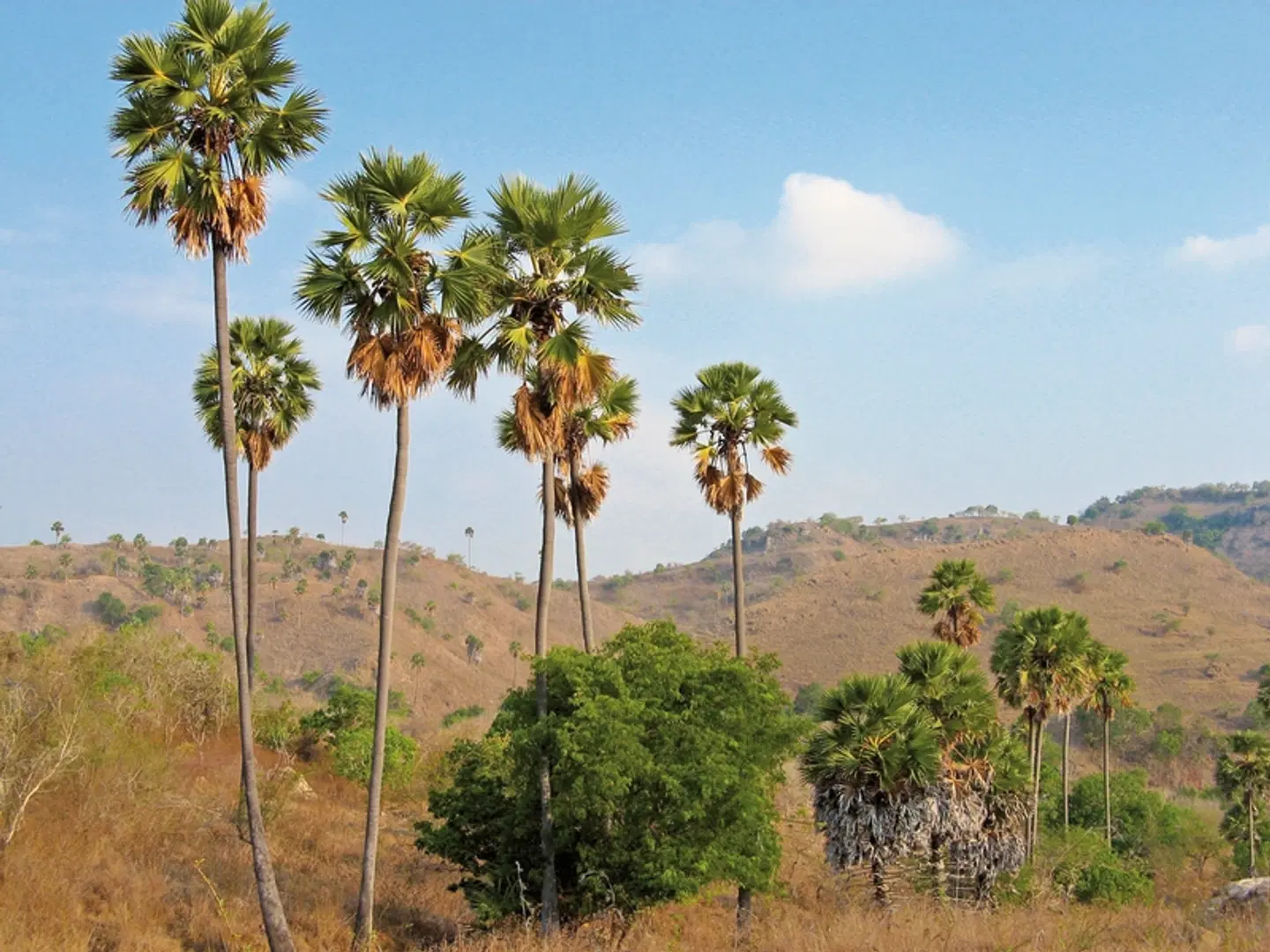 Komodo & Flores zum Kennenlernen (Gruppenreise) LANDSCAPE