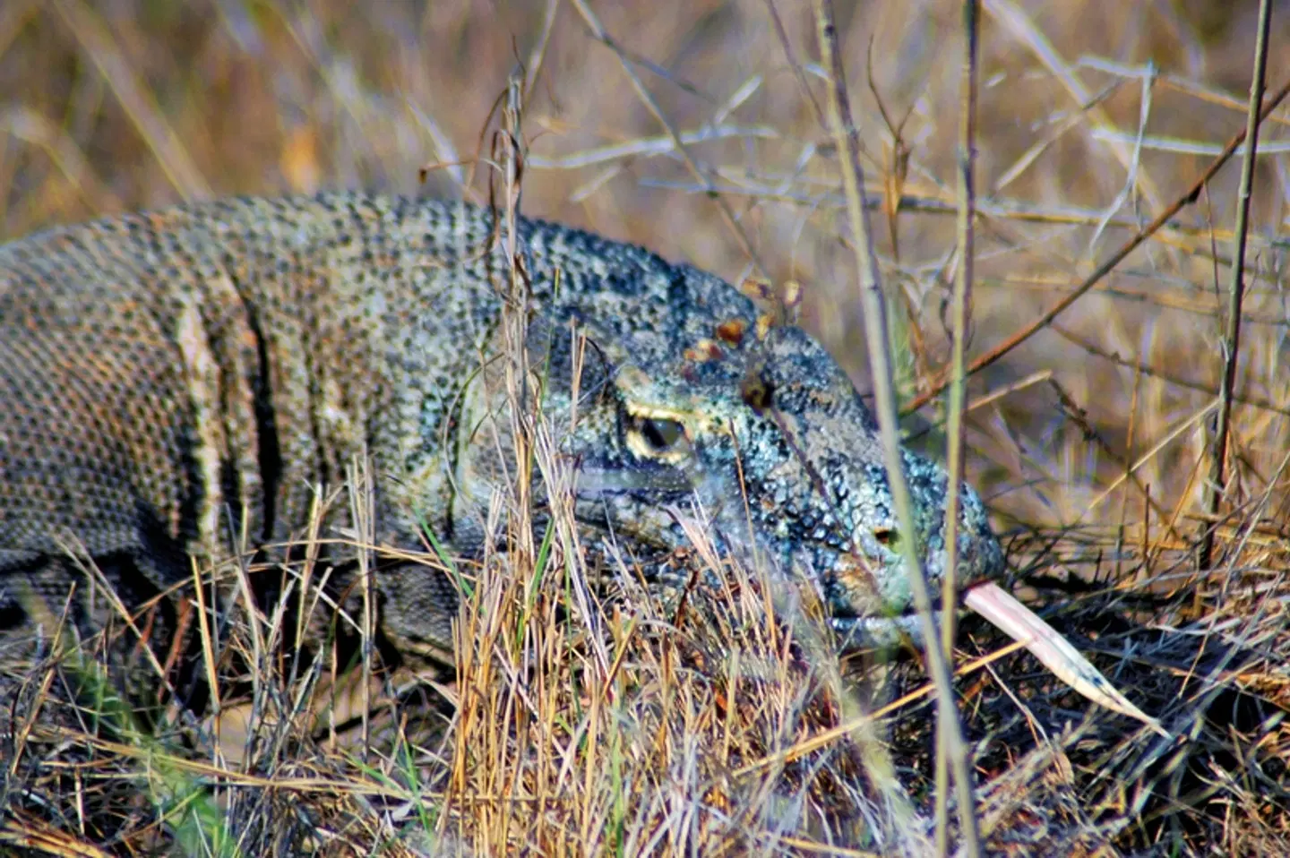 Komodo & Flores zum Kennenlernen (Gruppenreise) Tiere