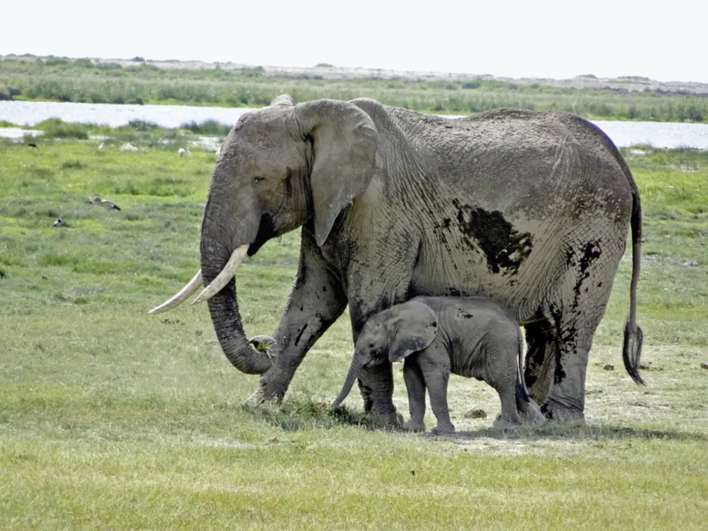 Wildlife Potpourri Tiere