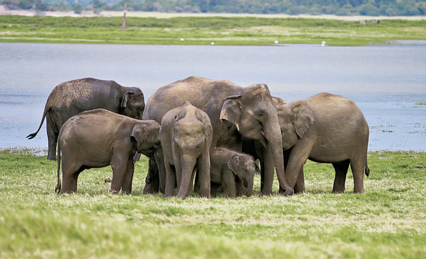 Wildlife Potpourri Tiere