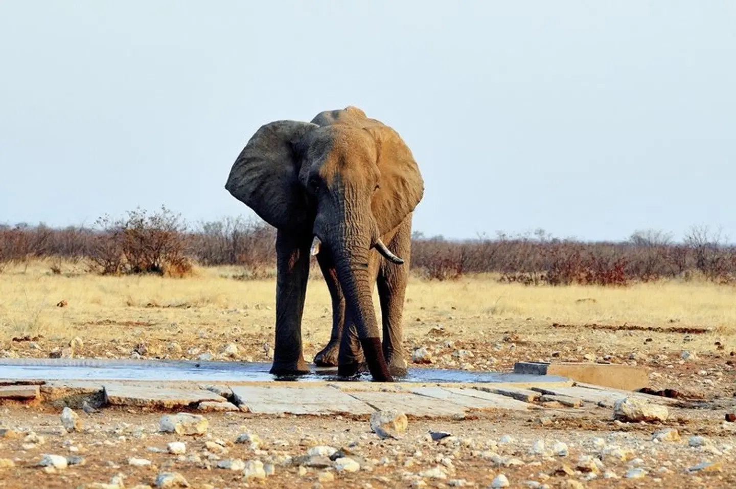 Namibias Höhepunkte & Viktoria Wasserfälle Tiere