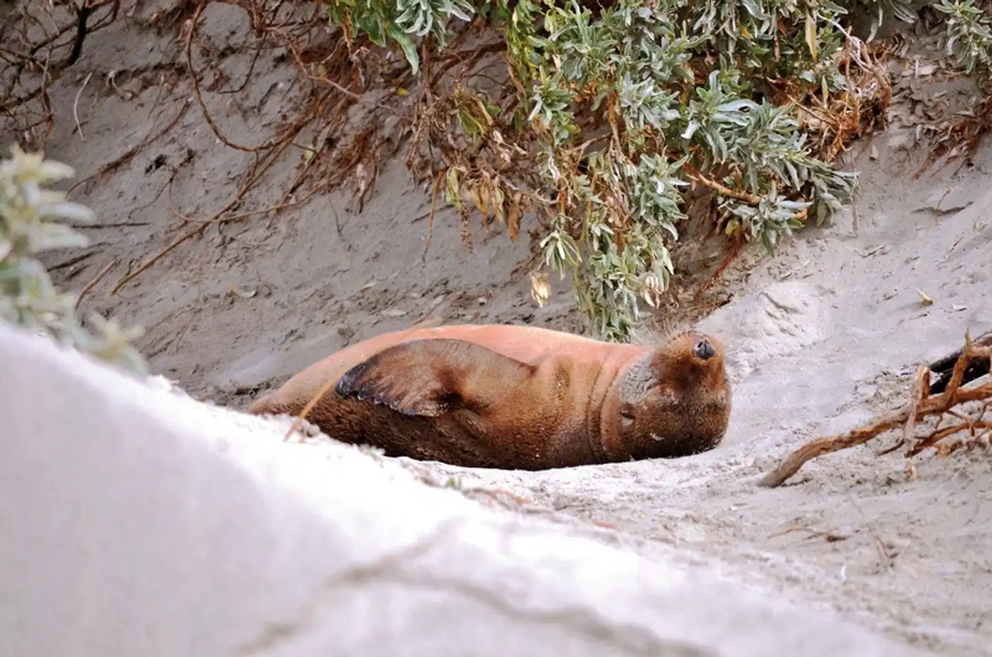 Farbenfrohes Australien Tiere