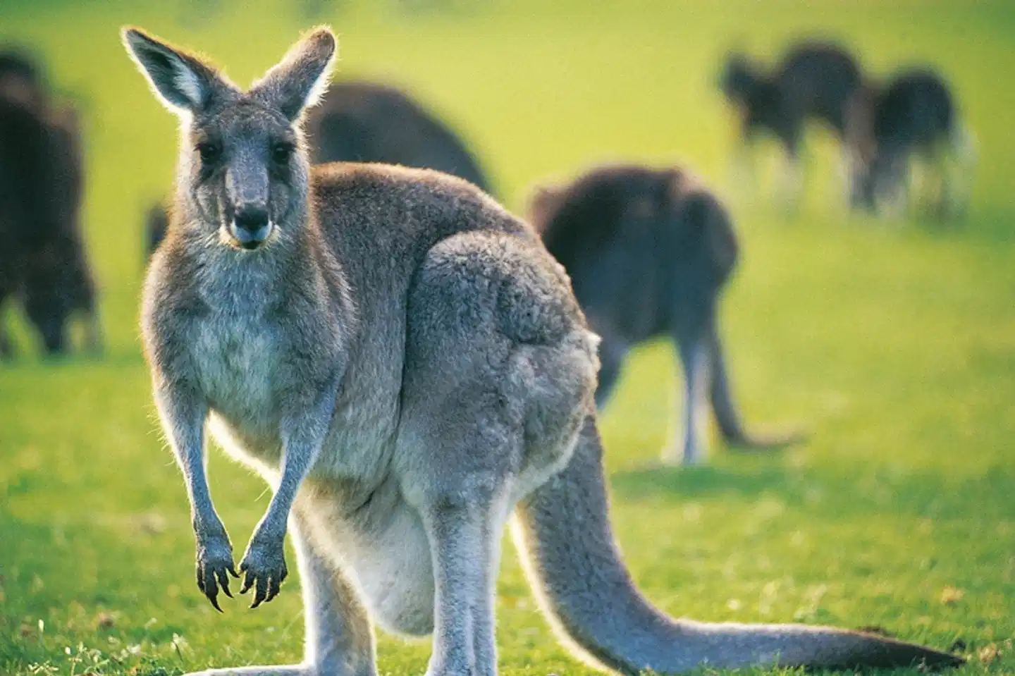 Kaleidoskop Australien Tiere